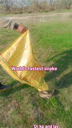 World's fastest snake🐍#shortsfeed #snake