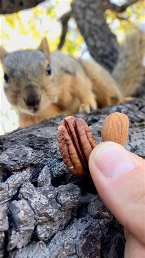 Squirrel Fishing with Baby Lain #animals #games #learning #trust #challenge #wildlife #sports #mlbb