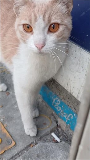 kediyle sabah karşılaşmamız🐈🐈😺😺🐈🐈🐈😺😺😺🐈🐈