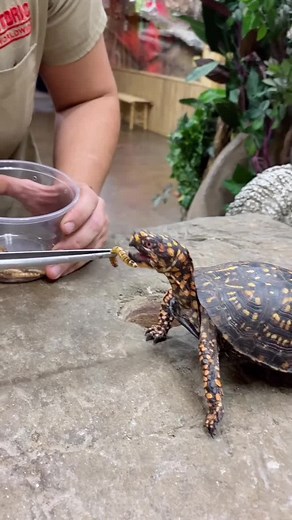 Worm-Loving Turtle Devours Insects and Meat