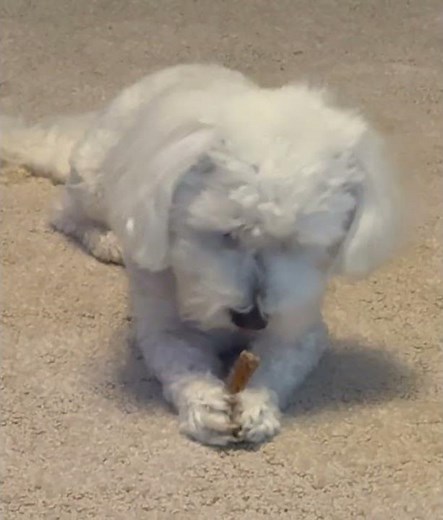 It's all about the treats!