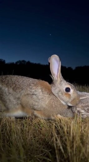 🦉 Owl and Rabbit family 🥹 Discover the sweetest friendship ever