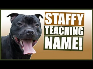 PUPPY TRAINING! Teaching Your STAFFORDSHIRE BULL TERRIER Puppy Their Name