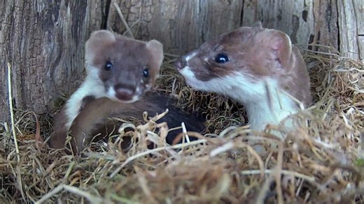 This family of stoats have discovered a nest made by a squirrel in a nest box I originally made for little owls Watch mum and her two big kits roll about 🐾🙃 | Robert E Fuller