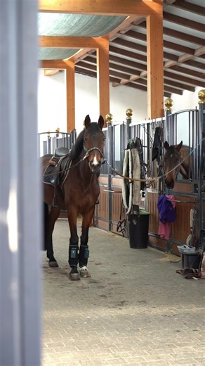 HORSE LINK TECH Dynamic Compression therapy Horse Boots Ice Cube therapy Boots Equine Health, Stable Management, Veterinary Technology