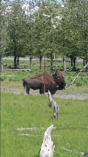 Alaskan Wood Bison at the Alaska Wildlife Conservation Center