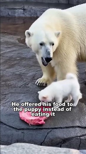 My Dog Fell Into The Polar Bear Enclosure... And Got Adopted
