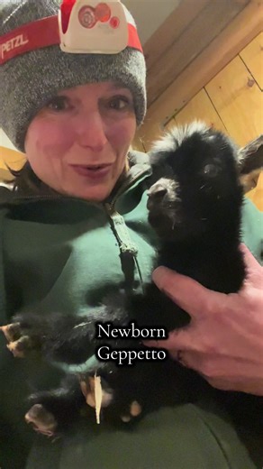 Throwback to Geppetto’s first week of life. His tiny size shocked us. He’s always been sweet and spunky ❤️🐐 #geppettothegoat #babygoat #cute #goat