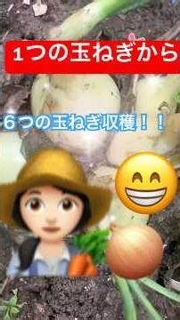 【去年吊した玉ねぎから芽が出てしまい土埋めした結果】#玉ねぎ#芽が出た#沢山の玉ねぎ#shortsyoutube #家庭菜園 #shortsfeed #shortsyoutube