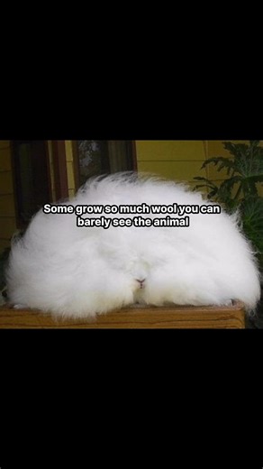 This Woman Breeds the Fluffiest Rabbits #stories
