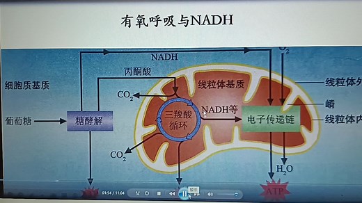 NADH与NADPH的区别