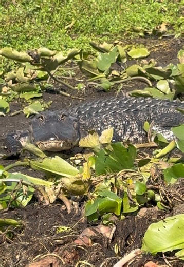 Explore the Wild Side of Florida: Gators and Swamp Life