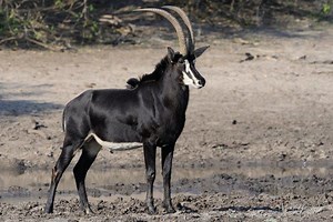 Giant sable antelope - Alchetron, The Free Social Encyclopedia