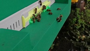 12 reactions | One of our deep roof poly hives with some bee action today. Feel free to DM us videos of your Abelo poly hives in action and we will share  | Abelo | Facebook