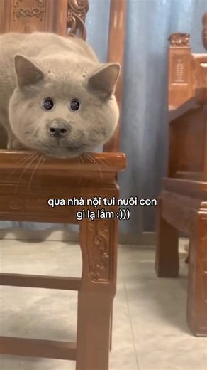 Vào coi con Mèo về muốn trầm cảm luôn 🙁 Cre : St | Một Đám Mây Mèo