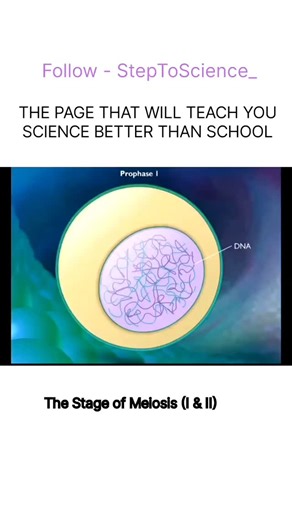 StepToScience on Instagram: "🔹 Meiosis I (Reduction Division) 👉 Chromosome number reduces to half 1️⃣ Prophase I 🔬 Chromosomes condense, homologous chromosomes pair up, and crossing over occurs 🔄 2️⃣ Metaphase I 📏 Paired chromosomes line up at the equator of the cell 3️⃣ Anaphase I 🚀 Homologous chromosomes separate and move to opposite poles 4️⃣ Telophase I 🧪 Two haploid cells are formed (each has half the chromosomes) 🔹 Meiosis II (Equational Division) 👉 Similar to mitosis 5️⃣ Prophase
