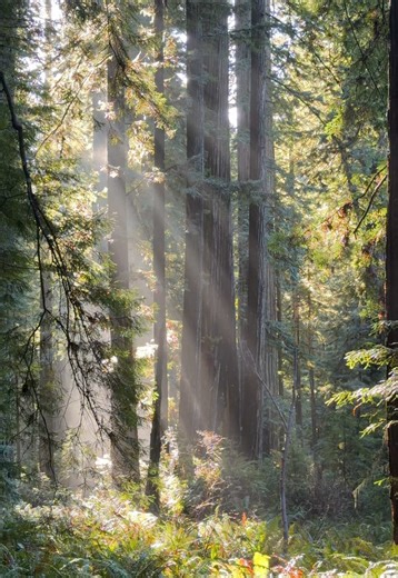 My favorite redwood hike in California, no contest 🥹 You’ll hike through some of the tallest and oldest trees in the world along a beautiful creek. The redwoods here seem to have more character than any other grove. With The Big Tree being one of the highlights. And with a short detour, you can find the alien looking corkscrew tree. Here are the hike details! 🥾 Big Tree via Karl Knapp & Cathedral Trees Loop - 2.9 miles. - 213ft elevation gain. - 1-1.5 hours. - Loop. - Free entry. - Moderate di
