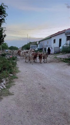 Super Power: Somaliland TikTok Highlight
