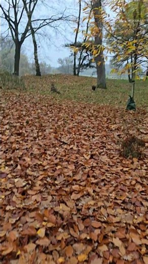 Autumn Forest Magic 🍂🌿 | Peaceful Fall Moment #shorts