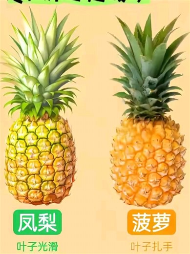 الفرق بين 凤梨و菠萝 باللغة الصينية 🍍 #صيني #سورية_و_صيني #اكسبلور #الصين #chinese