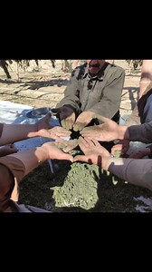 112K views · 767 reactions | Seeds and hash are getting separated. | Afghan landraces seeds | Facebook