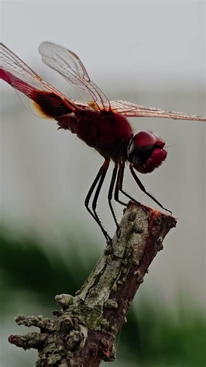 Dragonflies: Nature's most efficient predators, catching 95% of their prey.