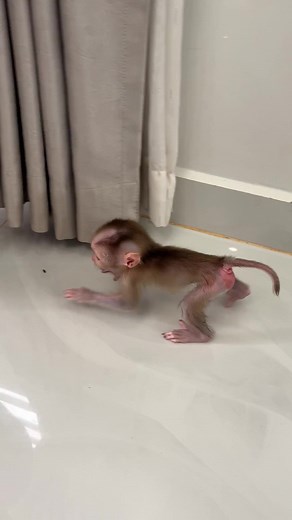 Obedient Baby Tauch Slowly Step Walk Follow Mom #baby #monkey #babymonkey | Monkey Harry's Family