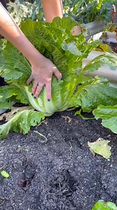 Lets harvest some cabbage! 🌱 #gardening #gardentok #growyourfood #harvest #gardentoplate #gardentotable #harvesttime #gardening101 #vegetablegarden #cabbage #gardenproject #fyp #foryou #garden #gardeninghacks #gardener #kimchi | Very good gardening
