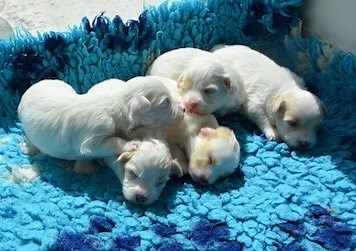 What Do You Do With A Dead Puppy | Farewell Pet