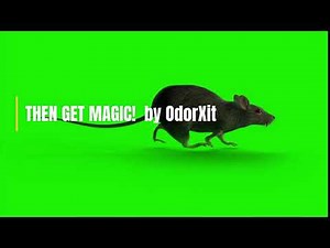 How to get rid of dead mouse smell #smell #odor