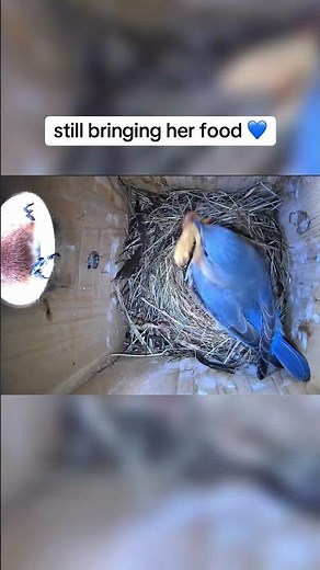 Still Bringing Her Food 💙🐦