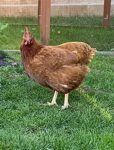 Dorothy is now a butter ball - lost her tail feathers (moulting) in one day 🥰