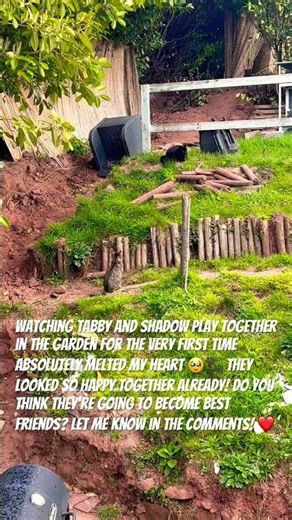 First Time Seeing Tabby & Shadow Play Together! 🥹🐾 #catrescue #adoptdontshop #animalrescue