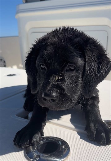 Adorable Puppy Swimming Moments