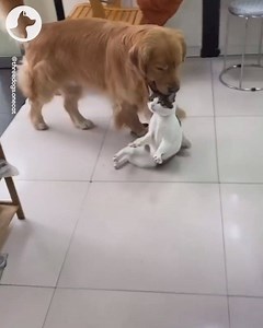 When the cat tries to go for its second walk of the day 😂 | Go Fetch