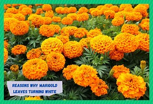 Why Are Marigold Leaves Turning White? (3 Reasons) - Farmer Grows