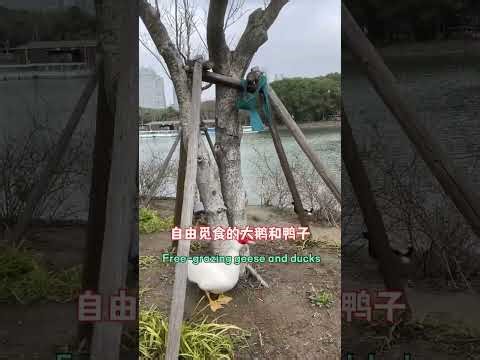 上海浦东世纪公园｜Century Park, Pudong, Shanghai