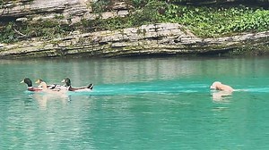 Pup pursuit! Excited dog chases ducks as they calmly swim away