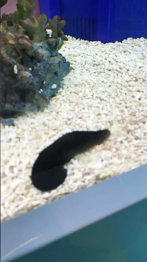 Finding Nemo in Real life