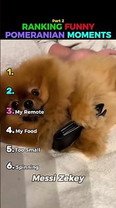 Ranking FUNNY POMERANIAN MOMENTS Part 2 🐶 #usa