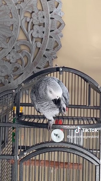 Gizmo's Hilarious Laughing Compilation