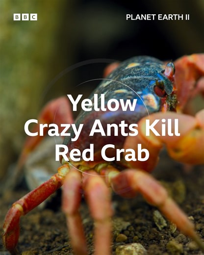 Crabs ruled Christmas Island in the Indian Ocean for millions of years, but an invasion of yellow crazy ants has changed that. | BBC Earth