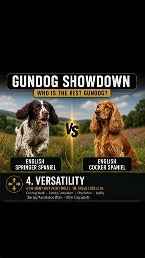Springer spaniel vs cocker spaniel (quarter finals) #dogs #cocker #springer #spaniel #fyp #youtube