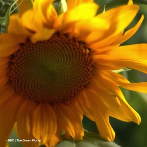 98K views · 1.9K reactions | You’re the sunflower!  From blooming to wilting, a flower’s life is full of ups & downs that we rarely ever find out about. But it's time we learn a little more about these beautiful beings that add colour to our natural world! Watch the fascinating The Green Planet, Mon-Fri at 9 PM, only on Sony BBC Earth. #SonyBBC #FeelAlive #TheGreenPlanet #plants #trees #survival #greenworld #greenplanet #nature #sunflower | Sony BBC Earth | Facebook