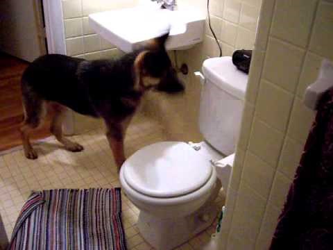 cool dog trick: German Shepherd flushes toilet