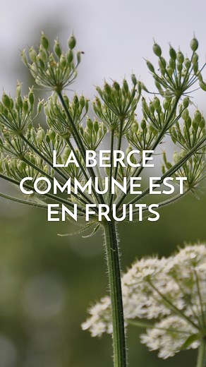 La berce commune (Heracleum sphondylium) 🤗 Ses fruits ont une excellente saveur de zeste d’orange À ne pas confondre avec la berce du caucase, qui est très toxique ! | Le Chemin de la Nature
