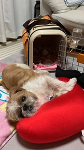 How often do you brush a shih tzu teeth? 🦷 Credit: @shihtzu_maru | Shih Tzu World