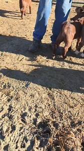 Our 1st doeling our of HOBY Viral Prince is incredible at just 4 weeks old! CAAGS Cherries Jubilee is also known here as "Wrecking Ball" because she is so BIG and so energetic. Future champion here for our show program here at Copper Moon Boer Goat Ranch ... thinking we'll be making the trip to American Boer Goat Association National this year to show her off. | Copper Moon Boer Goat Ranch