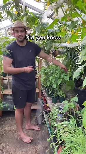 InTheGarden on TikTok