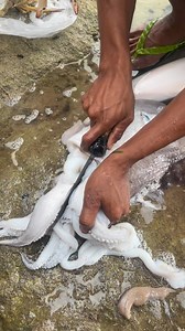 Teeth ng cattle fish #fishteeth | Elvin Pelayo